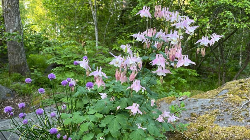 Glad Midsommar!