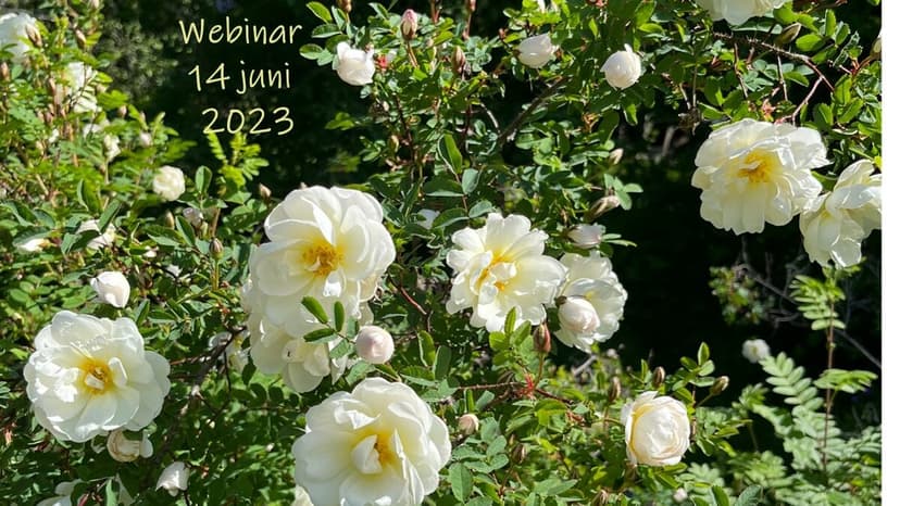 Webinar 14 juni