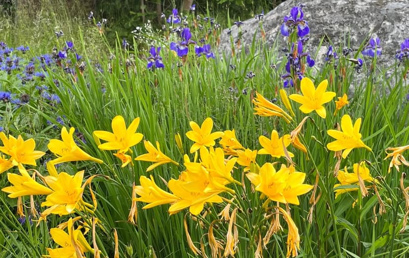 Glad sommar!